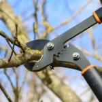 Hogyan kell fát metszeni?