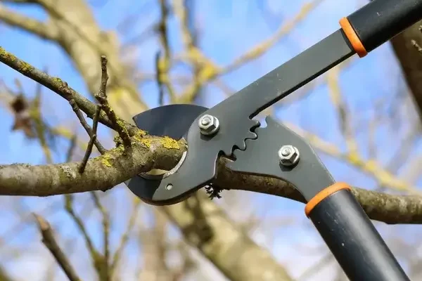 Hogyan kell fát metszeni?