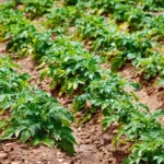 Mikor kell a burgonyát elültetni?