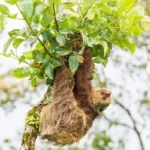 Tudtad, hogy melyik a világ leglassabb állata?