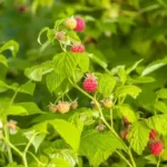 Mikor kell a málnát ültetni?