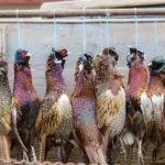 Miért kell fellógatni a fácánt?