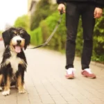 Mikor érdemes kutyát sétáltatni?