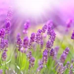 Mikor kell visszavágni a levendulát?