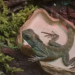 Mikor kell a hüllők terráriumát tisztítani? Mikor kell a hüllők terráriumát tisztítani?