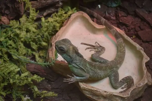 Mikor kell a hüllők terráriumát tisztítani?