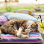 Mennyit alszik egy macska?