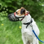 Mikor kell szájkosár a kutyára?